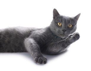 Cute gray cat on white background. Adorable pet