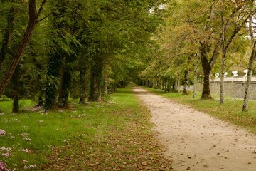 treelined path in the park