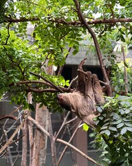 sloth in tree © Irena