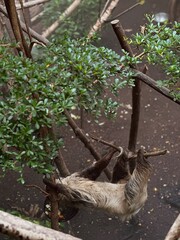 A sloth on a tree
