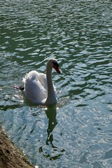 white swan on the river