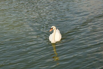 swan swimming on the river