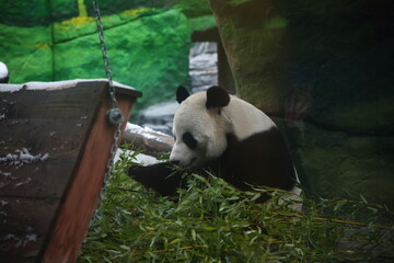 A giant panda at the zoo eats bamboo.
