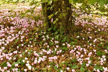 wildflowers blooming the wooded meadow