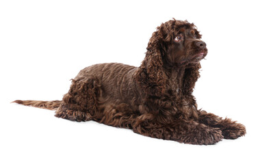 Cute Cocker Spaniel dog on white background