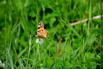 Close-up of a vibrant Painted Lady butterfly (Vanessa cardui) collecting nectar on a white clover flower in tall green grass. Macro wildlife photography.
