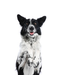 Cute Border Collie dog on white background
