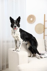 Cute Border Collie dog on sofa indoors
