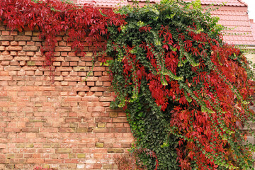 Virginia creeper (Parthenocissus quinquefolia) and ivy covering an old brick wall with vibrant red and green leaves. Concept for contrast, nature reclaiming architecture, and autumn beauty.
