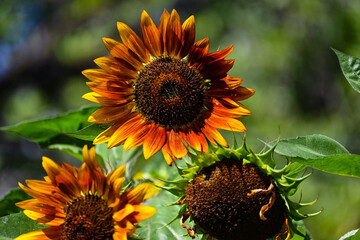 sunflower in the garden