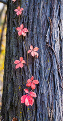 red vine on a tree