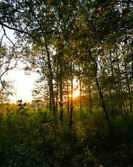 sun rays in the forest