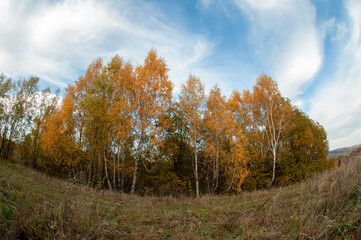 the mountain autumn landscape with colorful forest