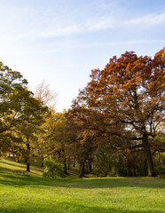 autumn trees in the park