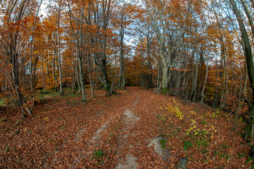 the mountain autumn landscape with colorful forest