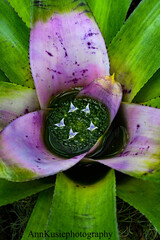 Water in plant at the zoo