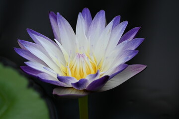 single purple water lilly