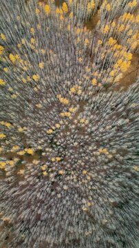 Flyover of Kaibab National Forest during autumn colors
