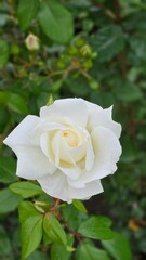 Close-up of a pure white (or creamy white) rose with dew drops on the petals, set against deep green leaves. Purity, wedding, natural beauty, and spring garden concept.