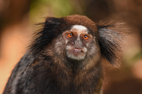 close up of young marmoset