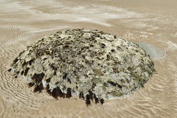 Round boulder on a beach, partly buried in sand and covered in various kinds of seaweed. Northern Tasmania, Australia

