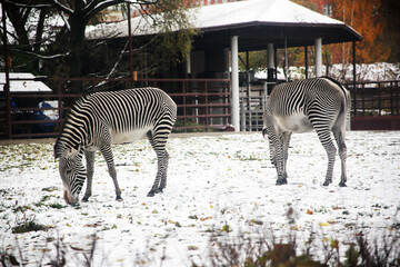 Two zebras graze in the snow at a zoo