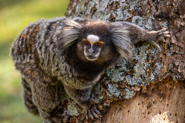 Sagui-de-tufo-branco (Callithrix jacchus)