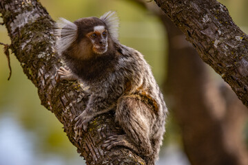 Sagui-de-tufo-branco (Callithrix jacchus)