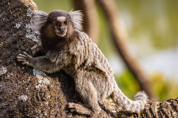 Sagui-de-tufo-branco (Callithrix jacchus)
