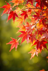 Close-up of vibrant red maple leaves in autumn sunlight with soft bokeh background