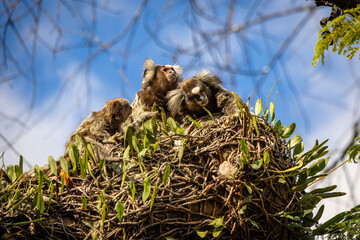 Grupo de Saguis-de-tufo-branco (Callithrix jacchus)