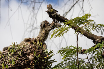Sagui-de-tufo-branco (Callithrix jacchus)