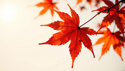 Red maple leaf with copy space on light background