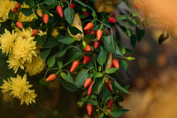 Autumnal close-up of vibrant small red and orange chili peppers and yellow chrysanthemums with warm sunlight.
