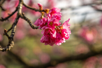 Flor de cerejeira (sakura)