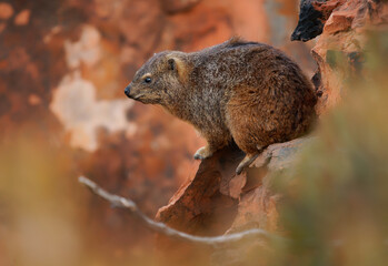 Rock Hyrax - Procavia capensis also dassie, Cape hyrax, rock rabbit and coney, medium-sized terrestrial mammal native to Africa and the Middle East, animal on the red rocks in Spitzkoppe in Namibia