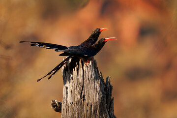 Violet wood hoopoe Phoeniculus damarensis bird in Phoeniculidae, in Angola, Kenya, Namibia and Tanzania, red beak and green throat, coppery and violet mantle feathers, two singing birds