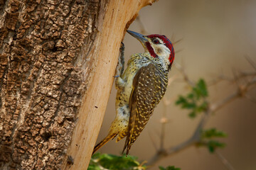 Bennett's woodpecker Campethera bennettii is bird in Picidae found in woodlands and bushes in Africa, Its habitat is woodlands and bushes, mostly eats ants and termites