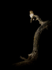 Pearl-spotted owlet - Glaucidium perlatum small bird of prey in sub-Saharan Africa, genus Glaucidium or pygmy owl, one of the smallest owls in Africa in the evening and night with the Moon light