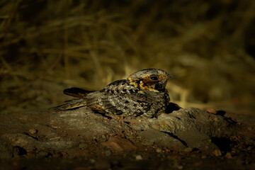 Fiery-necked nightjar Caprimulgus pectoralis nocturnal bird in Caprimulgidae found in Africa south of the equator in woodland savannas, nocturnal insects eating bird on the ground
