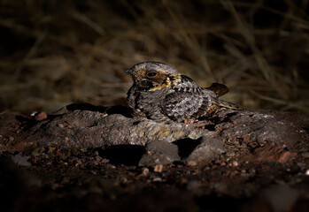 Fiery-necked nightjar Caprimulgus pectoralis nocturnal bird in Caprimulgidae found in Africa south of the equator in woodland savannas, nocturnal insects eating bird on the ground