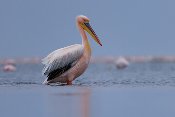 Great white pelican Pelecanus onocrotalus, also Eastern white or Rosy pelican, big water bird breeds from southeastern Europe through Asia and Africa in swamps and shallow lakes, blue ocean