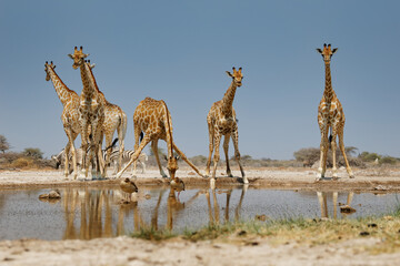 Angolan or Namibian or Smokey giraffe - Giraffa giraffa angolensis, formerly Giraffa camelopardalis angolensis, subspecies of Southern Giraffe found in Namibia, Zambia, Botswana, Zimbabwe and Angola