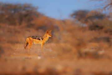Black-backed Jackal - Canis mesomelas  or saddle-backed, grey, silver-backed, red, and golden jackal, canid native to two areas of Africa, very ancient species, walking in Etosha in Namibia