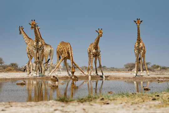 Angolan or Namibian or Smokey giraffe - Giraffa giraffa angolensis, formerly Giraffa camelopardalis angolensis, subspecies of Southern Giraffe found in Namibia, Zambia, Botswana, Zimbabwe and Angola