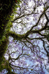 Copa florida do Jacarandá-mimoso (Jacaranda mimosifolia)