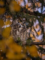 great horned owl perched in a pine tree at sunset during the fall as leaves change colors in sun valley idaho 
