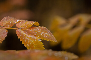 water droplets macro shot on the fall/autumn leaves in central idaho after a fresh rain 