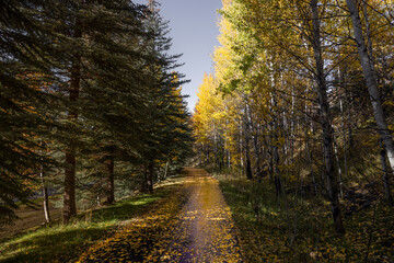 Beautiful walking path in sun valley central idaho near ketchum surrounded by trees and fall or autumn colors with the path covered in leaves 