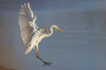 Great egret (Ardea alba) - Silberreiher